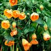 ABUTILON