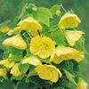 CAUT  ABUTILON  GOLDEN  JULIA