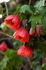 Abutilon