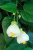 Abutilon 'Noule de Neige