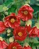 ABUTILON