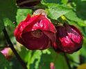 ABUTILON