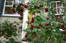 abutilon nabob