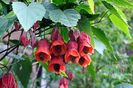 ABUTILON 'PATRICK SYNGE'