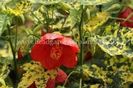 ABUTILON