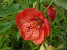 ABUTILON Ashford Red