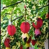 Abutilon megapotamicum variegatum