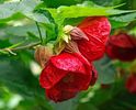 Abutilon Red