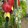 Abutilon-megapotamicum-variegatum