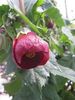 Abutilon-Nabob