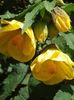 Yellow abutilon