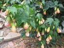 Abutilon