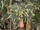 abutilon