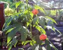 ABUTILON