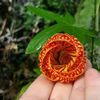 Abutilon Red Tiger