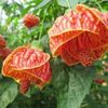 Abutilon Red Tiger