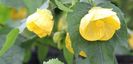 ABUTILON