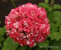 PELARGONIUM