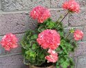 pelargonium