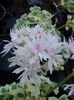 Pelargonium 'Arctic Snow' Geranium