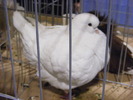 DSCF7522