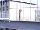DSCF7523