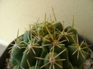 Thelocactus leucacanthus