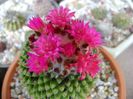 Mammillaria polythele cv. Stachellos