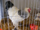DSCF7528
