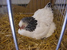 DSCF7529