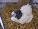 DSCF7530