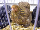 DSCF7533