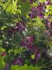 thumbnail (54)