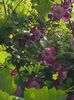 thumbnail (67)