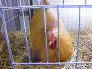 DSCF7539