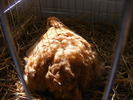 DSCF7541