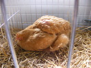 DSCF7542