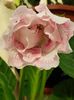 thumbnail (4)