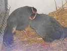 DSCF7570