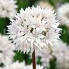 Bulbi Allium Gracefull (Ceapa decorativa)