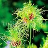 Bulbi Allium Hair (Ceapa decorativa)