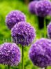 Bulbi Allium His Excellency (Ceapa decorativa)