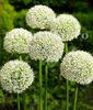 Bulbi Allium Mount Everest (Ceapa decorativa)