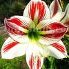 Bulbi Amaryllis Ambiance (Hipperastrum)