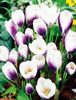 Bulbi Branduse Prins Claus (Crocus)