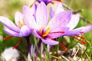 Bulbi Branduse Sativus Sofran (Crocus)