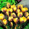 Bulbi Branduse Saturnus (Crocus)