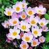 Bulbi Branduse Sieberi Firefly (Crocus)