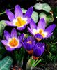 Bulbi Branduse Sieberi Tricolor (Crocus)
