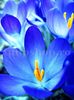 Bulbi Branduse Sky Blue (Crocus)